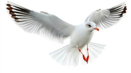 Fototapeta premium Majestic Seagull in Flight: A Stunning White Bird Soaring Against a Pristine White Background
