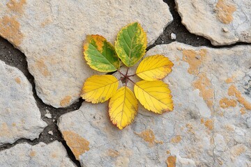Autumn leaves on stone ground displaying seasonal change with vibrant yellow and green colors
