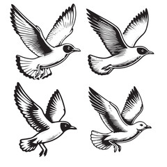 black Vector Silhouette of Franklin’s Gull on White Background
