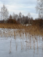 Tall dry reeds swaying on frozen icy water. Tranquil winter landscape with golden reeds on frozen water, captured from a low angle in a natural rural setting.