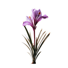 Fototapeta premium Beautiful Flower Plant PNG Cutout with Transparent Backdrop for Stunning Visuals and Clean Design