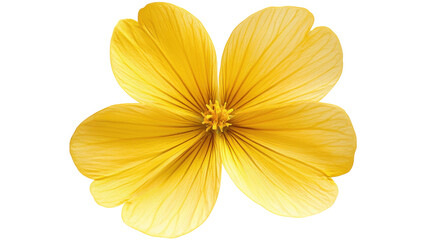 Vibrant yellow flower showcasing delicate petals and intricate details in bloom