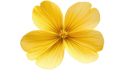 Vibrant yellow flower showcasing delicate petals and intricate details in bloom
