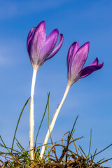 Zwei Krokusbl&uuml;ten freigestellt vor blauem Himmel