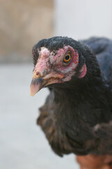Closeup of the head of a hen with a red crest, Chicken face closeup, Closeup hen face with blur background, Portrait of a hen face, close up chicken or hen in the rural farm, domestic chicken