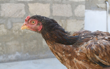 Closeup of the head of a hen with a red crest, Chicken face closeup, Closeup hen face with blur background, Portrait of a hen face, close up chicken or hen in the rural farm, domestic chicken