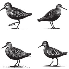 Detailed Vector of the Upland Sandpiper Silhouette Isolated on White Background