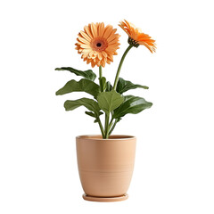 Potted Gerbera Plant PNG Cutout with Transparent Backdrop for Your Design Projects and Floral Decorations