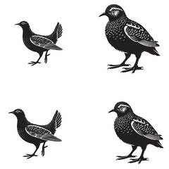 4 set of black high-Quality Vector Silhouette of a Woodcock on White Background