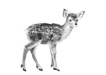 Obraz premium 水彩で描いた小鹿【手描き】モノトーンイラスト素材 白バック 透過背景 コピースペースあり