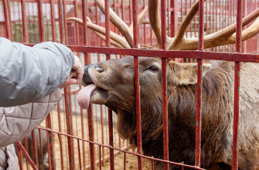 A person is feeding a deer through a chain link fence
