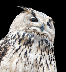 A large owl with a pointed beak and large eyes stares at the camera