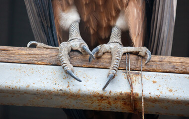 A bird with its claws on a railing