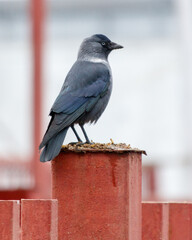 A blue bird is perched on a red pole