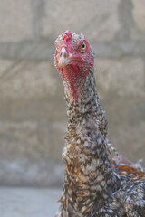 A rooster with a red comb and beak stands in front of a wall, Portrait of a rooster face closeup, Aseel rooster closeup, rooster's head. Sharp eyes with hard beak and red crested, chicken face closeup