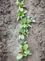 A row of young plants are growing in a dirt field