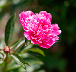 A pink flower with a green stem © schankz