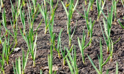A field of green plants growing in the dirt