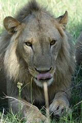 Pride of Lions feeding on Grass in Botswana, Khwai Region, Okavango Delta