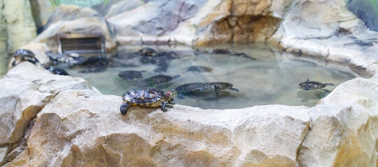 A group of turtles are swimming in a pond