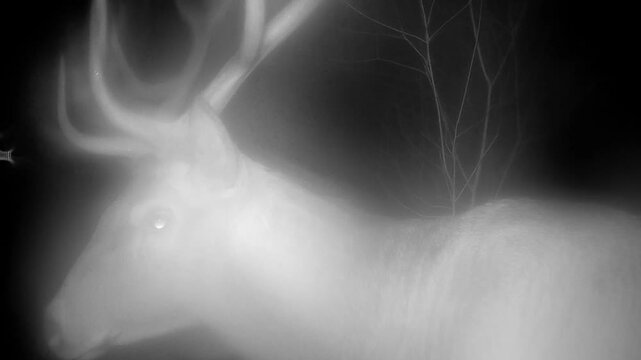 Ghostly male Red deer (Cervus elaphus) in the forest at night. Estonia.