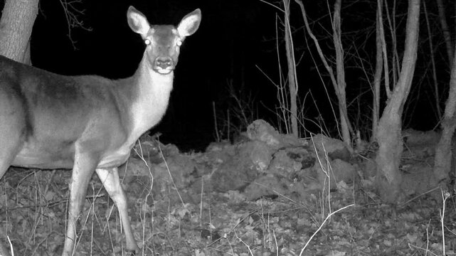 Female Red deer (Cervus elaphus) looking around suspiciously caught on the trail camera. Saaremaa, Estonia.