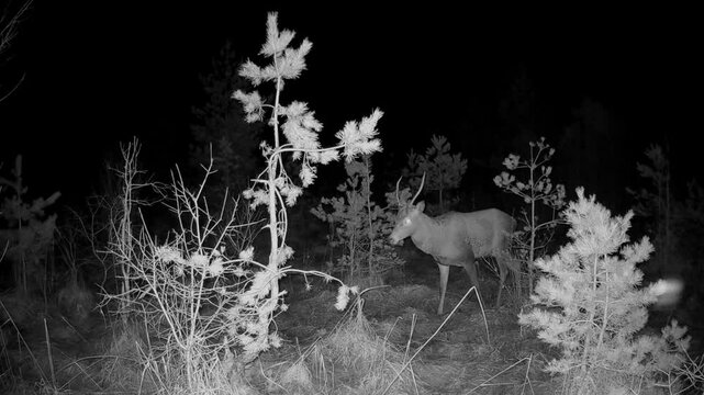 Male red deer (Cervus elaphus) caught on the trail camera looking around suspiciously. Saaremaa, Estonia.