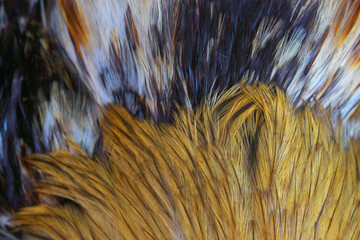 Colorful feathers, chicken feathers background texture, abstract texture background pattern of chicken feathers, macro photo of hen feathers. background or texture, Chicken feather or Rooster feather