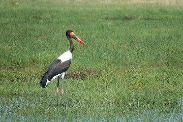 African Bird in Botswana, Linyanti Region in the Chobe National Park
