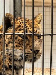 leopard  im zoo