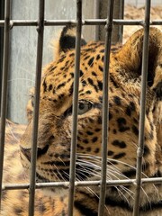 leopard  im zoo