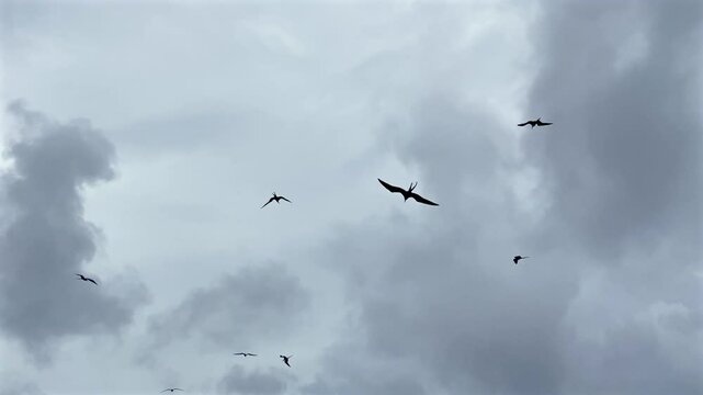 Seagull birds San Blas Panama Guna indigenous group houses Central America