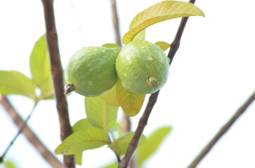 Obraz premium green figs on a tree