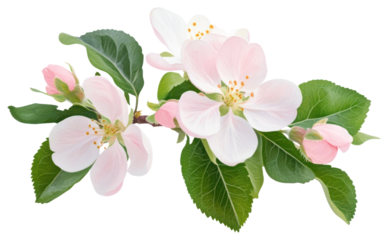 PNG Pink apple blossom flowers leaves leaf illustration.