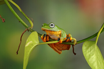 Rhacophorus reinwardtii, Flying tree frog on the branch