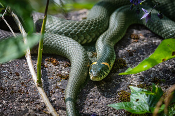 Green snake figurine in a nature with a wooden stick 2025 on a nature background