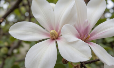 Korean Magnolia (Magnolia sieboldii) A deciduous shrub or small tree that produces large, fragrant white flowers with pink or purple