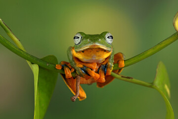 Rhacophorus reinwardtii, Flying tree frog on the branch