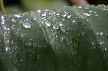 water drops on a green leaf