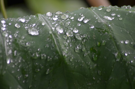 water drops on a green leaf