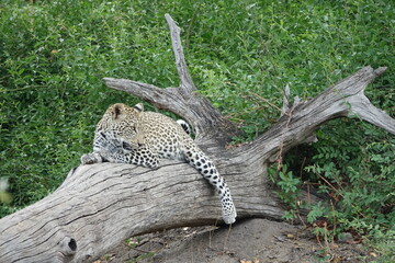 Leopards in Botswana, Linyanti Region in the Chobe National Park
