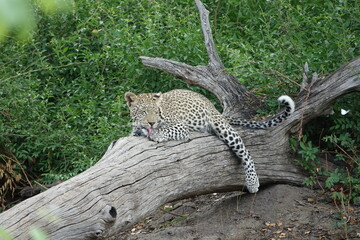 Leopards in Botswana, Linyanti Region in the Chobe National Park