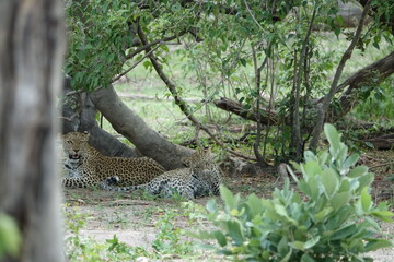 Leopards in Botswana, Linyanti Region in the Chobe National Park