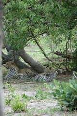 Leopards in Botswana, Linyanti Region in the Chobe National Park