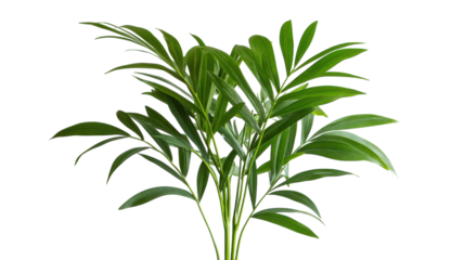 Lush green leaves of a tropical plant bring life and freshness to a bright indoor environment