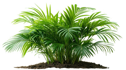 Lush green palm plant thriving in rich soil under soft, natural light for indoor decor inspiration