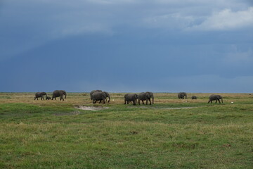 Herd of Elephants in African Sunset in Botswana, Linyanti Region in the Chobe National Park