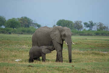 Obraz premium Herd of Elephants in African Sunset in Botswana, Linyanti Region in the Chobe National Park