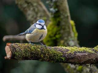 Blaumeise (Cyanistes caeruleu)