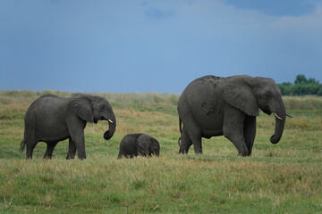 Fototapeta premium Herd of Elephants in African Sunset in Botswana, Linyanti Region in the Chobe National Park